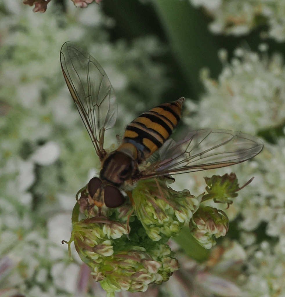 Episyrphus-balteatus
